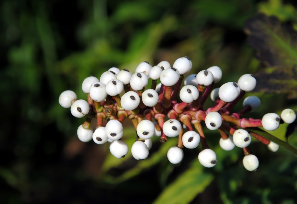 Close-up of white berries with black stigmas of doll's eyes or white berry plant